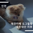 도그카페 | [인천 애견카페 내돈내산 리뷰] 강아지가 귀여웠던 도그힐링 상주견 카페 방문 후기