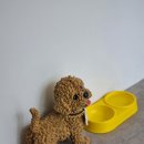 애프터 퍼피(AFTER PUPPY) 이미지