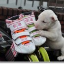 바우와우 이미지