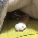 뒹굴뒹굴고양이