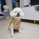 홈패션(심화) | 애견의류 배우기 ( 주안 코디잡평생교육원)