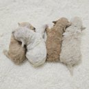 크림푸들 가족이야기 | 크림 푸들 전문 켄넬과 브리더를 찾아야 하는 이유와 분양가격이 차이나는 이유