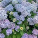 살찐김밥 이미지