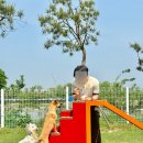 둘리애견 | [평택 애견카페] 리버런 앤 둘리펫츠