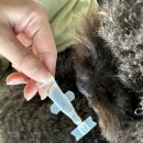 더바른약국 | 천안 성정동 천사약국 캐치원 구매 후기 (강아지 진드기·심장사상충 예방약 가격, 사용법)