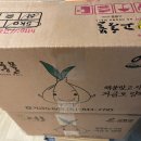 고흥금산우체국 | [고흥몰 양파구입 후기] 아... 햇양파가 이렇구나... 양파즙이 쭈루룩 나오네...