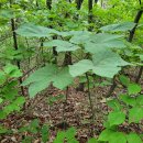 벽오동(碧梧桐) 심은 깊은 뜻은 이미지