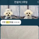 전설의 그루밍 이미지