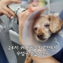 24시 고덕동물의료센터 | [24시 케어동물의료센터] 강아지 건강검진 솔직 후기 수성구 동물병원 | 24시간 원장 상주 응급수술