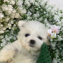 도그마루 강아지고양이 의정부노원점 이미지