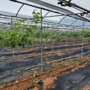 창열농장 이미지