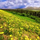 이영춘「들풀」 이미지