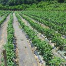 덕암농원 이미지