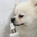 네추럴 그루밍 | [강아지미스트] 향기좋은 아인솝 네추럴그루밍미스트