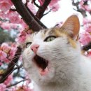 700고지 네이버블로그