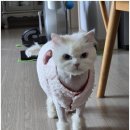 집사의 하루 대구점 이미지