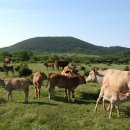 푸른초원 이미지