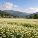 봉평형제메밀 | 스키 타고 내려와 찾은 봉평의 한 끼, 메밀꽃필무렵