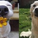 댕댕이천사 이미지