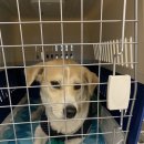 리치켄넬 이미지