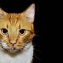 야옹아멍멍해봐(두정점) 이미지