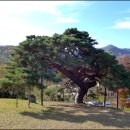 서창 소나무 이미지