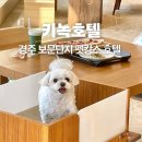 경주글램존 | 경주 보문단지 애견동반 숙소 키녹호텔 (야외운동장, 카페, 예약할인)