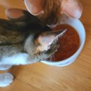 나비야 cat | [고양이식기] 페디슨나비야 식기 사용 후기