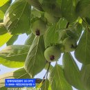 수국보러 장계리(옥천)로 (2026.06.30.화) 이미지
