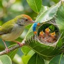 Common Tailorbird: 50 Days From Nest to Independence | 이미지