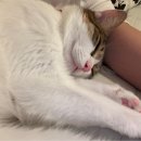 24시 창원2차동물의료원 이미지