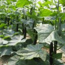 무지개농장 2 이미지