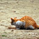 선화초교 이미지