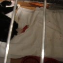 리즈동물병원 이미지