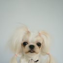 한강펫살롱 이미지