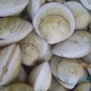 모이 Daum카페