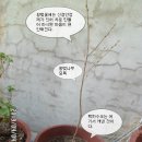 차생각