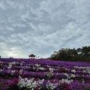 아스타 국화축제를 다녀왔어요 이미지