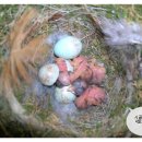 둥지농원 이미지