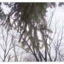 고운방
