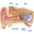 세종보청기 이미지
