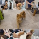 동물병원 Dr.정 이미지