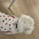 펫온비즈 주식회사 | [몽자펫(내돈내산)] 강아지 목걸이 구매 후기 -고양이 목걸이, 강아지 인식표 목걸이