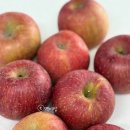 정들농원 | 청송 부사 사과 오래 맛있게 먹는 꿀 팁 보관 방법 정담아농원 후기