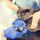 더드림동물병원 이미지