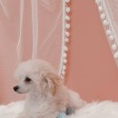 아리스타펫호텔 이미지