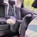 해피존 | 남양주 애견카페 운동장 수영장 서울 근교 애견동반 별내 카페 해피존 후기