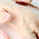 오늘따라청둥오리 이미지