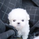 더나은펫샵 네이버블로그
