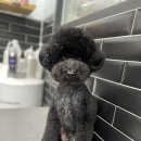 우주펫애견미용 이미지